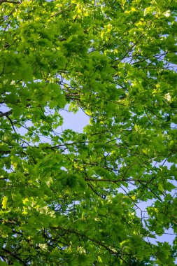 Ağaçların yaprakları mavi gökyüzüne karşı.