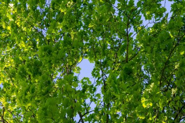 Ağaçların yaprakları mavi gökyüzüne karşı.
