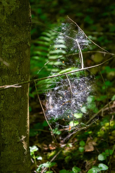 Les Chaînes Une Toile Araignée Dans Dos Lumière Dans Forêt — Photo