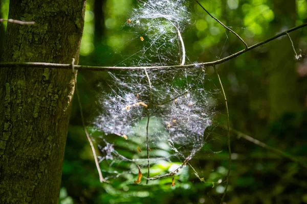 一个巨大的蜘蛛网 在夏田的背景上有同心圆 — 图库照片