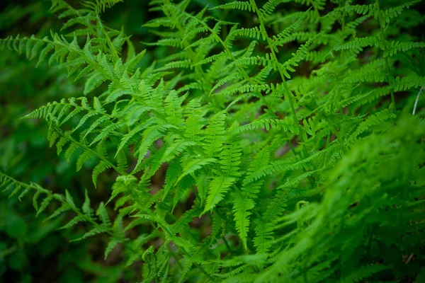 Fern Polypody Adder Tongue Plant Forest Early Midsummer Morning Day — Stock Photo, Image