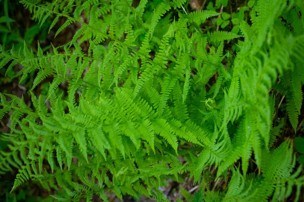 Jazyková Rostlina Kapradinového Polypodu Lese Časném Letním Slunci — Stock fotografie