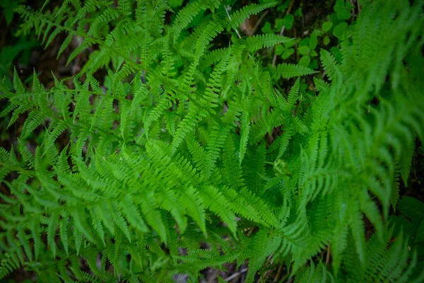 Fern Polypody Adder Tongue Plant Forest Early Midsummer Morning Day — Stock Photo, Image