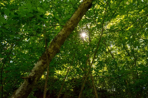 Solljus Synligt Bakom Ett Stort Träd Solljus Lyser Genom Gröna — Stockfoto