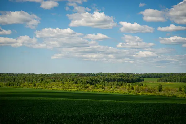 Paisaje Idílico Árbol Entre Campos Verdes Cielo Azul Nubes Blancas —  Fotos de Stock