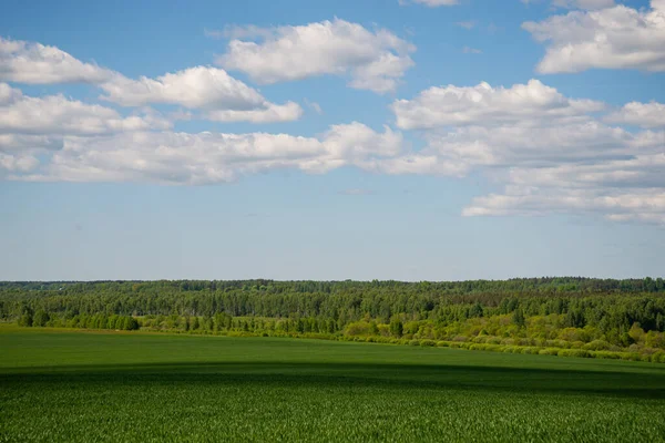 Groen Gras Veld Blauwe Hemel Zomer Landschap Achtergrond — Stockfoto