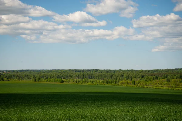 Campo Hierba Verde Cielo Azul Paisaje Verano Fondo —  Fotos de Stock