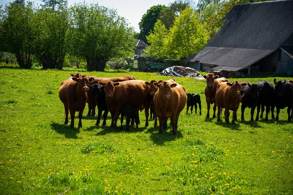 가운데 목초지에 젖소들은 목가적 평화롭다 — 스톡 사진