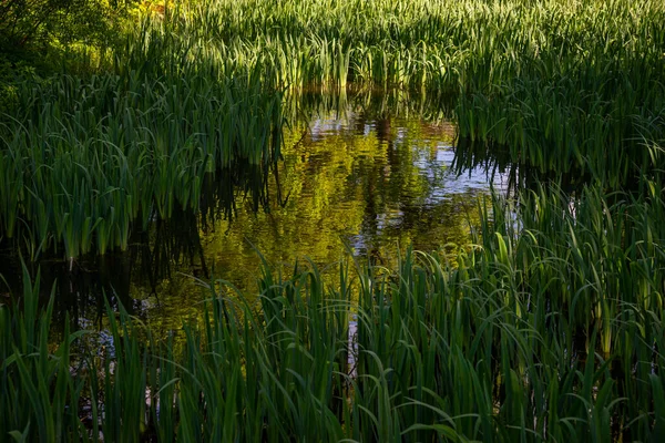 Grama Verde Água Lago Com Uma Árvore Com Folhas Verdes — Fotografia de Stock