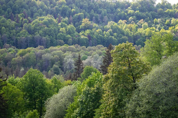 Nebelwald Weiter Horizont Fichte Und Kiefer Wald Abstrakte Textur Hintergrund — Stockfoto