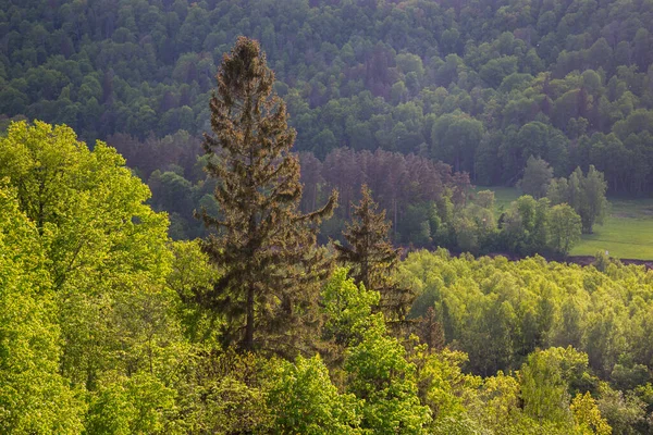 Zamlžený Les Vzdálený Horizont Smrk Borovice Les Abstraktní Textura Pozadí — Stock fotografie