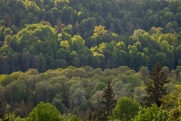Ομιχλώδες Δάσος Μακρινός Ορίζοντας Ερυθρελάτη Και Πεύκο Δάσος Αφηρημένη Υφή — Φωτογραφία Αρχείου