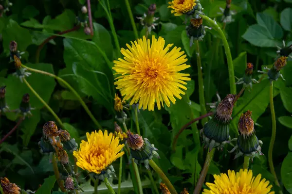 Pissenlit Dans Herbe Fleur Pissenlit Jaune Herbe Verte Gros Plan — Photo