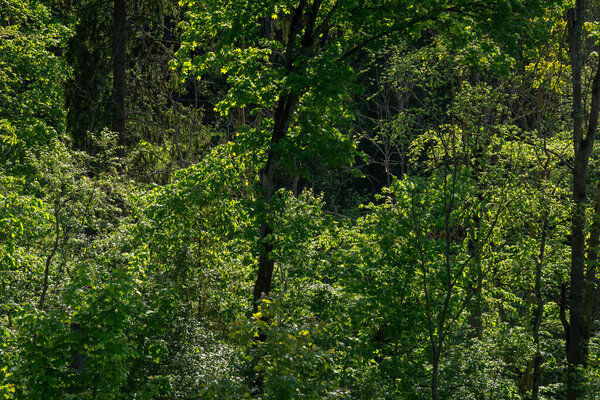 green forest lush with leaves, foliage and bush texture in summer nature