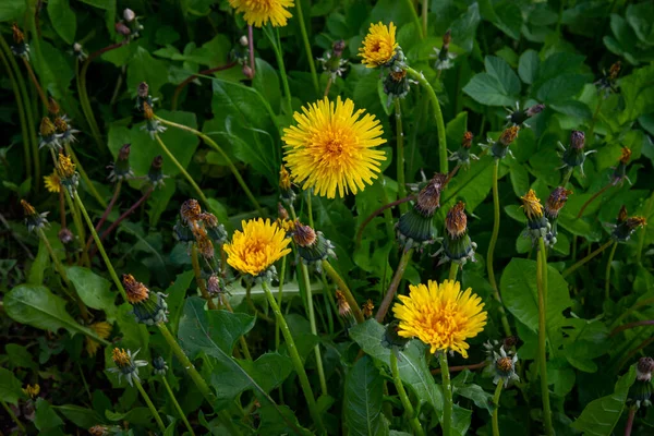 Dente Leone Nell Erba Fiore Tarassaco Giallo Erba Verde Primo — Foto Stock