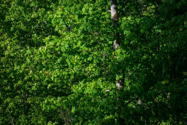 여름의 자연계 나뭇잎 나뭇잎 관목의 질감으로 — 스톡 사진
