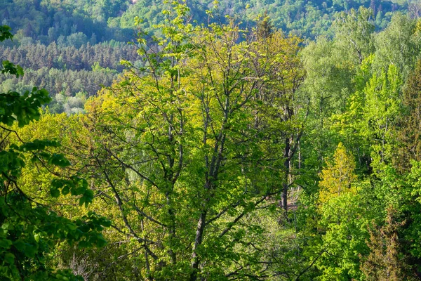 Bosque Verde Exuberante Con Hojas Follaje Textura Arbusto Naturaleza Verano —  Fotos de Stock