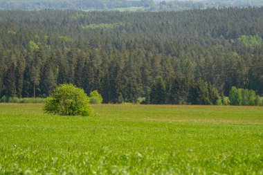 Sisli orman. Ufuk çizgisinde. Ladin ve çam ağacı ormanı soyut doku arka planı