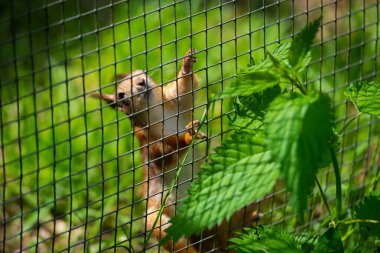 Bir tilki sincabı portresi (Sciurus niger) yaz güneşi tarafından aydınlatılmış yeşil bir çimenlikte çitlerin üzerinde sürünüyor. Şehrin vahşi doğası. En büyük ağaç sincabı türü..