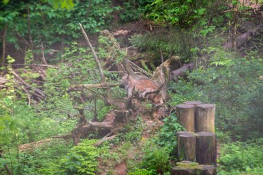 Yeşil bir ormanda ağaç gövdesi olan Luchs. Doğadan vahşi sahneler. Avrasya vaşağı oynamak, doğal ortamdaki hayvan davranışları. Vahşi kedi. Ağaçların arasında vahşi bir vaşak.