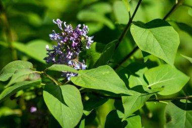 Parlak yeşil böcek bir leylak çalısını döllüyor, yakın plan..