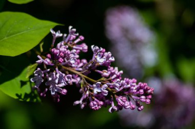 Büyük leylak dalları çiçek açar. Bahar leylaklarının parlak çiçekleri. Bulanık arka planda bahar mavisi leylak çiçekleri. Bir buket mor çiçek.