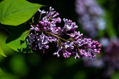 Büyük leylak dalları çiçek açar. Bahar leylaklarının parlak çiçekleri. Bulanık arka planda bahar mavisi leylak çiçekleri. Bir buket mor çiçek.
