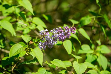 Büyük leylak dalları çiçek açar. Bahar leylaklarının parlak çiçekleri. Bulanık arka planda bahar mavisi leylak çiçekleri. Bir buket mor çiçek.