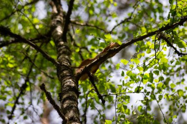 Yeşil bir dalda oturan tilki sincabı (Sciurus niger) portresi. Göğsünde fındık olan ön kolu tutuyor. Şehir yaban hayatı. En büyük ağaç sincabı türü..