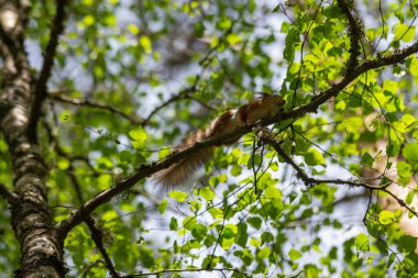 Yeşil bir dalda oturan tilki sincabı (Sciurus niger) portresi. Göğsünde fındık olan ön kolu tutuyor. Şehir yaban hayatı. En büyük ağaç sincabı türü..