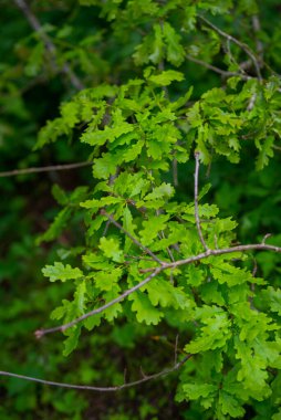 Yeşil meşe yaprakları güneş ışığında bir dalda