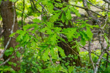 Yeşil meşe yaprakları güneş ışığında bir dalda