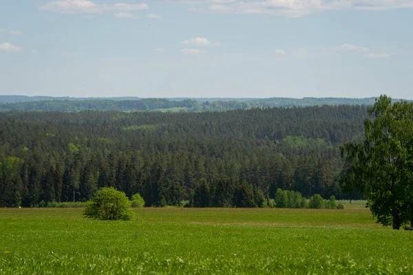 Zamlžený Les Vzdálený Horizont Smrk Borovice Les Abstraktní Textura Pozadí — Stock fotografie