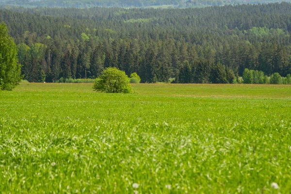 Zamlžený Les Vzdálený Horizont Smrk Borovice Les Abstraktní Textura Pozadí — Stock fotografie