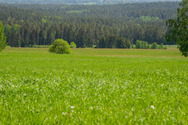 Zamlžený Les Vzdálený Horizont Smrk Borovice Les Abstraktní Textura Pozadí — Stock fotografie