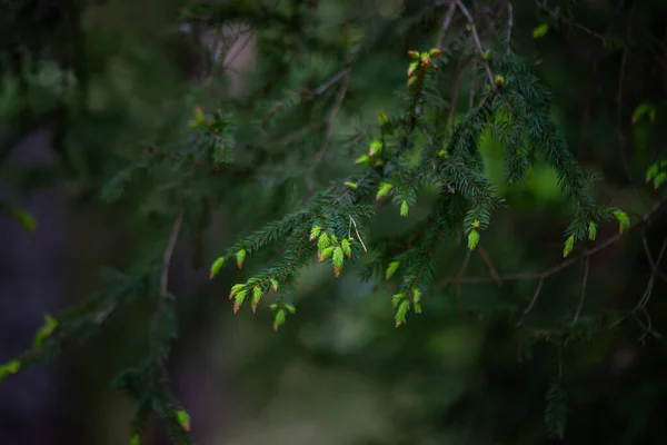 Detalj Färska Gröna Sköra Granknoppar Skogen — Stockfoto