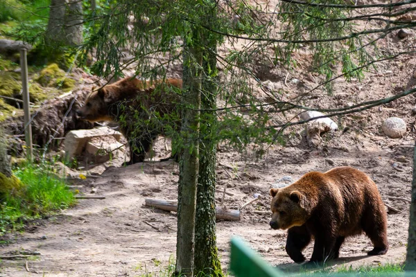 Dziki Dorosły Niedźwiedź Brunatny Ursus Arctos Lesie Letnim — Zdjęcie stockowe