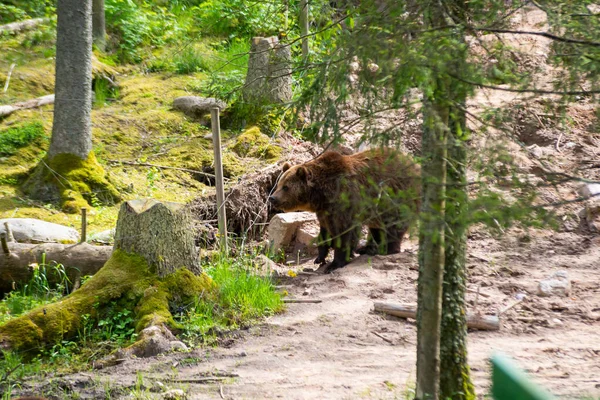 Wild Adult Brown Bear Ursus Arctos Summer Forest — Stock Photo, Image