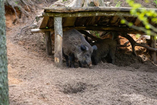 Wild boar, sus scrofa,Big adult wild boar looking for food.Big wild boar in natural environment