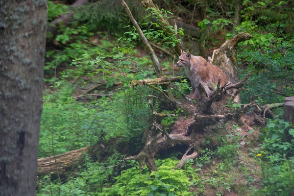 Lynx Uma Floresta Verde Com Tronco Árvore Cenas Selvagens Natureza — Fotografia de Stock