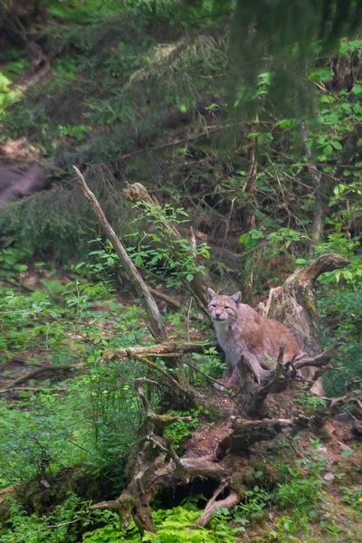 Lynx Zeleném Lese Kmenem Stromu Divoké Scény Přírody Zahrajte Eurasijského — Stock fotografie