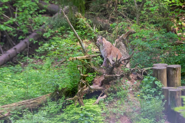 山猫在绿林里 有树干 大自然的野性场景玩欧亚山猫 动物在栖息地的行为 树间的野猫 — 图库照片