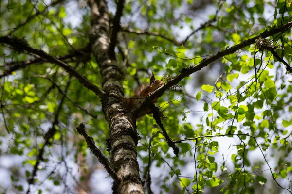 다람쥐 Sciurus Niger 모습은 녹색에서 나뭇가지에 앞발에는 견과류 가슴에 도시의 — 스톡 사진
