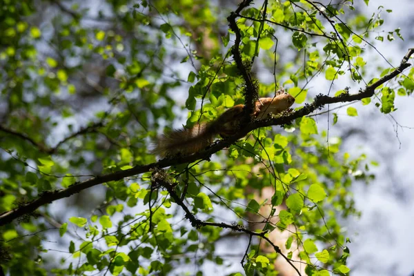 다람쥐 Sciurus Niger 모습은 녹색에서 나뭇가지에 앞발에는 견과류 가슴에 도시의 — 스톡 사진