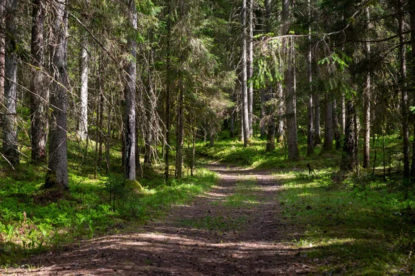 Szlak Turystyczny Zielonym Lesie Letnim Żwirem Drewnianymi Szynami Drzewami Rekreacja — Zdjęcie stockowe