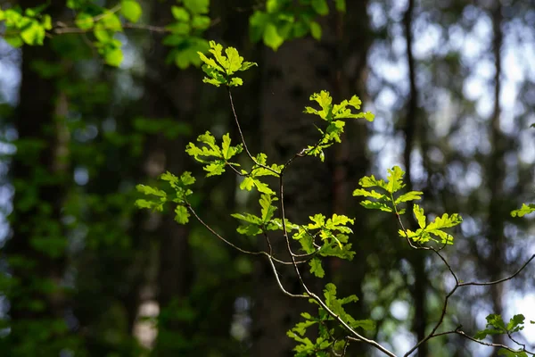 Meşe dalları güneşle parlıyordu.