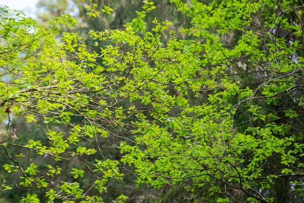 Yeşil meşe yaprakları güneş ışığında bir dalda