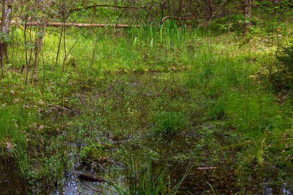 Přírodní Vodní Kanál Uprostřed Lesa — Stock fotografie