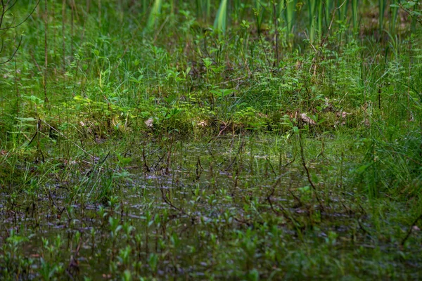 Зелений Літній Луг Абстрактна Текстура Водою Траві — стокове фото