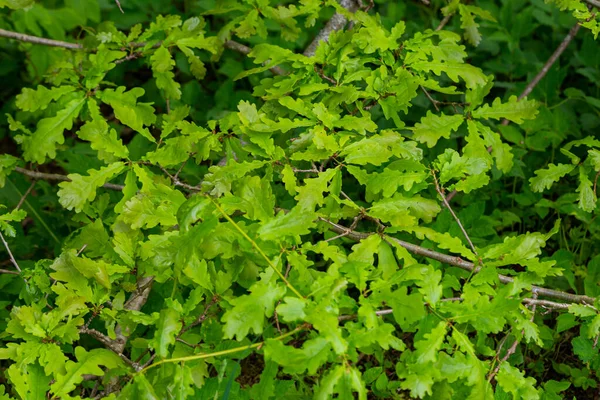 Yeşil meşe yaprakları güneş ışığında bir dalda
